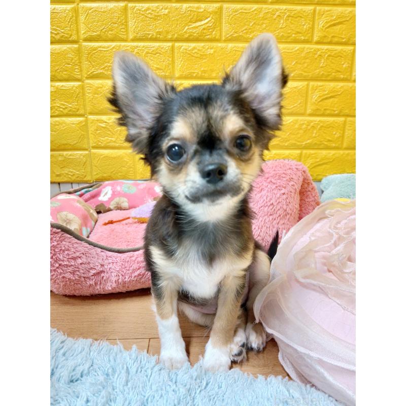 販売中の千葉県のチワワ(ロングコート)-404128の15枚目