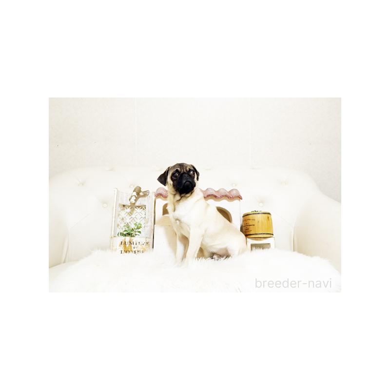 販売中の佐賀県のパグ-401151の2枚目