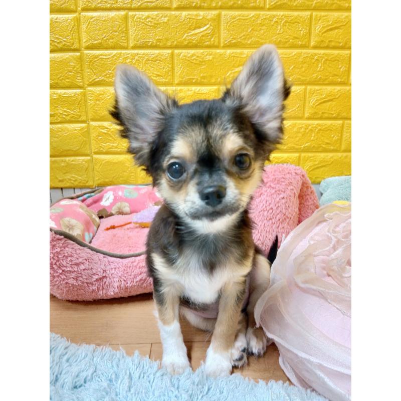 販売中の千葉県のチワワ(ロングコート)-404128の14枚目