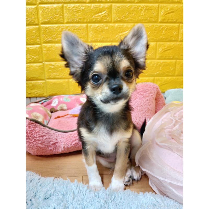 販売中の千葉県のチワワ(ロングコート)-404128の13枚目