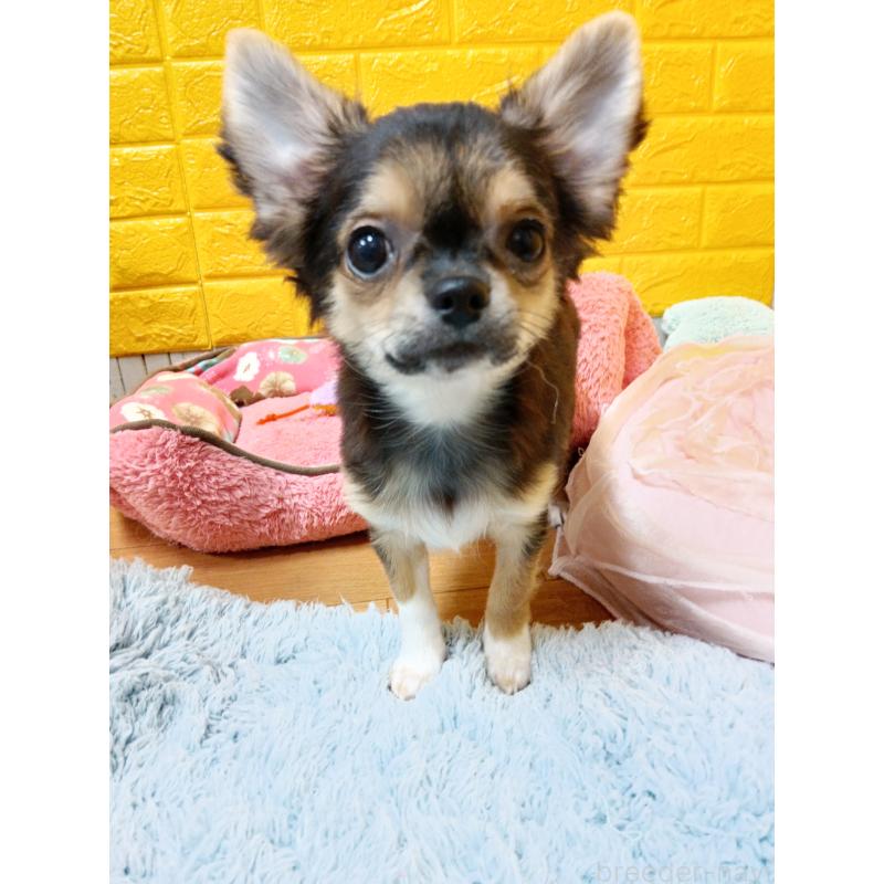 販売中の千葉県のチワワ(ロングコート)-404128の12枚目