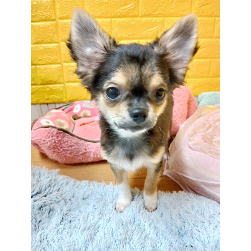 販売中の千葉県のチワワ(ロングコート)-404128の11枚目