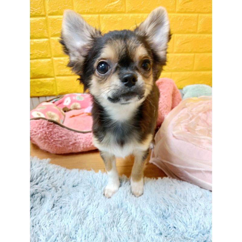 販売中の千葉県のチワワ(ロングコート)-404128の10枚目