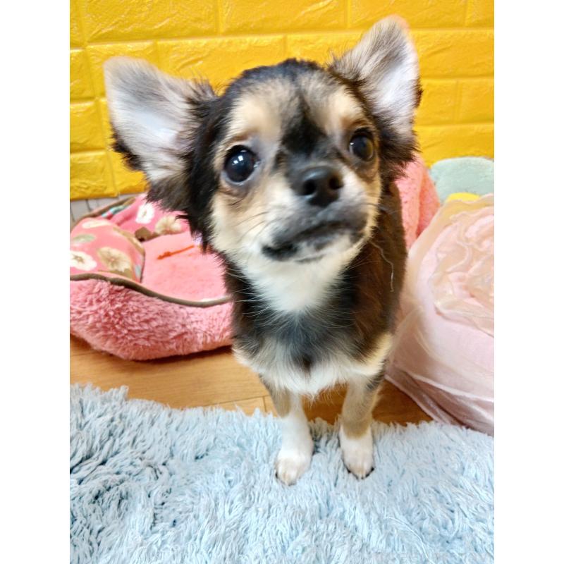 販売中の千葉県のチワワ(ロングコート)-404128の9枚目