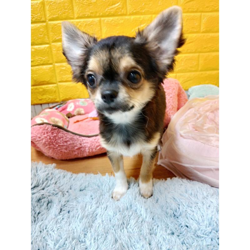 販売中の千葉県のチワワ(ロングコート)-404128の8枚目