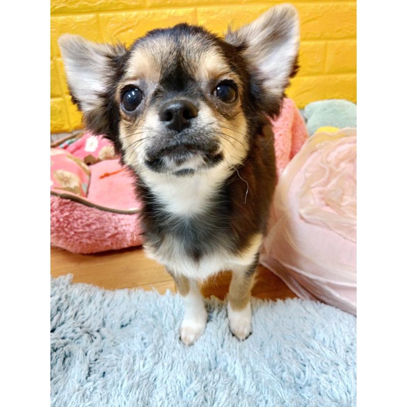 販売中の千葉県のチワワ(ロングコート)-404128の7枚目