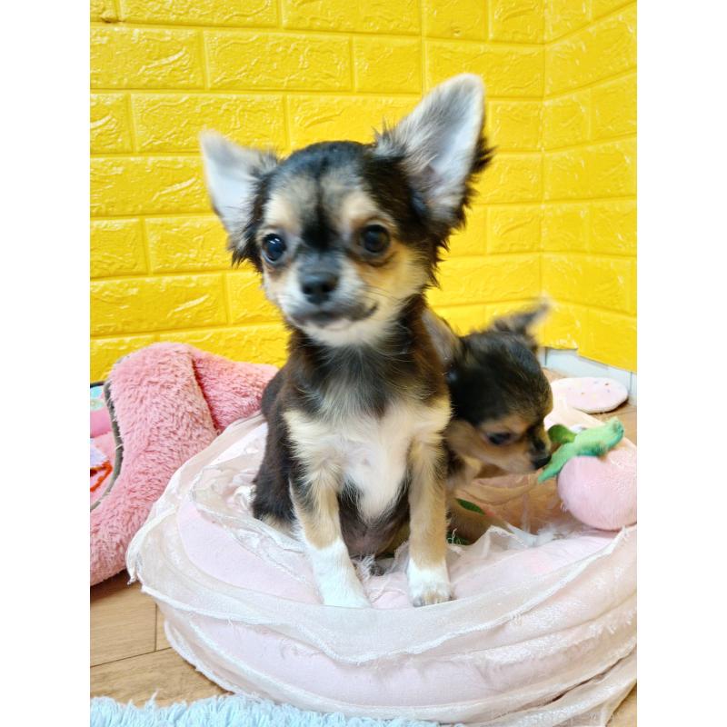 販売中の千葉県のチワワ(ロングコート)-404128の6枚目