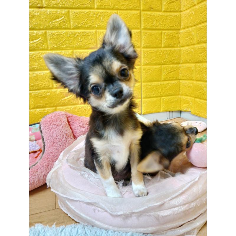 販売中の千葉県のチワワ(ロングコート)-404128の5枚目