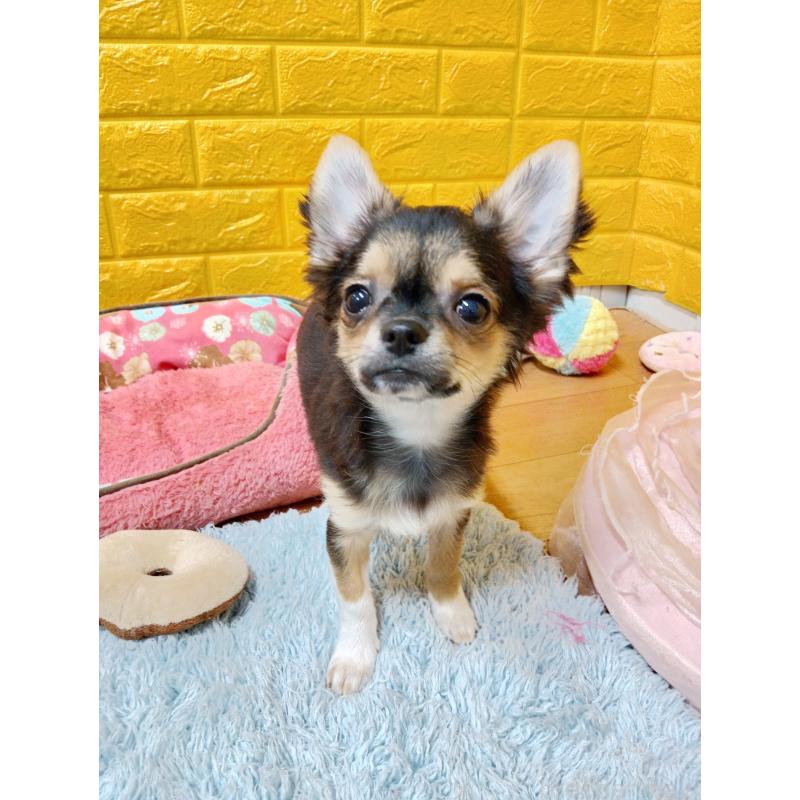 販売中の千葉県のチワワ(ロングコート)-404128の4枚目