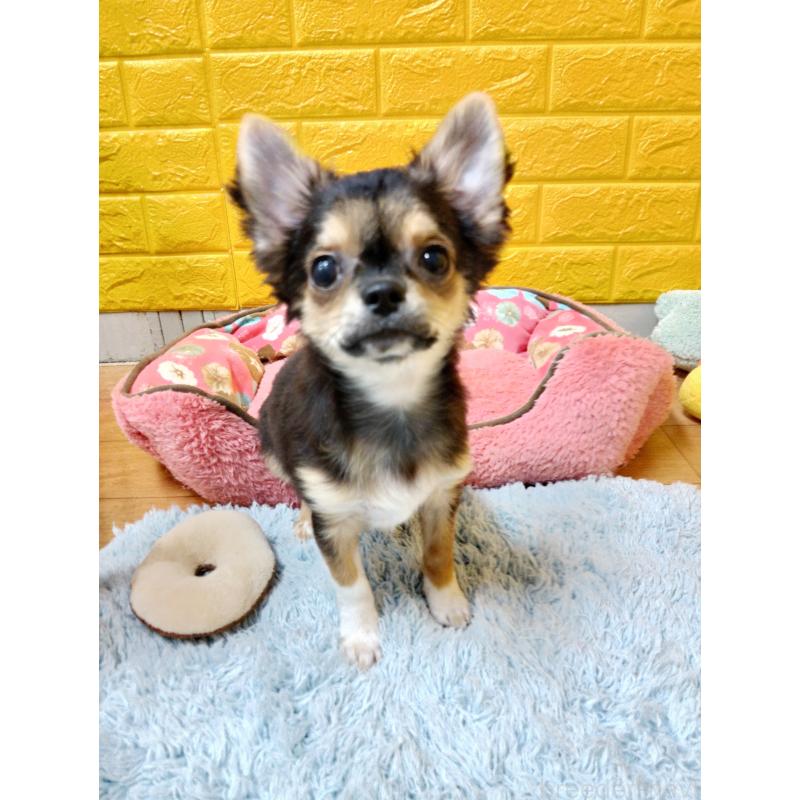 販売中の千葉県のチワワ(ロングコート)-404128の3枚目