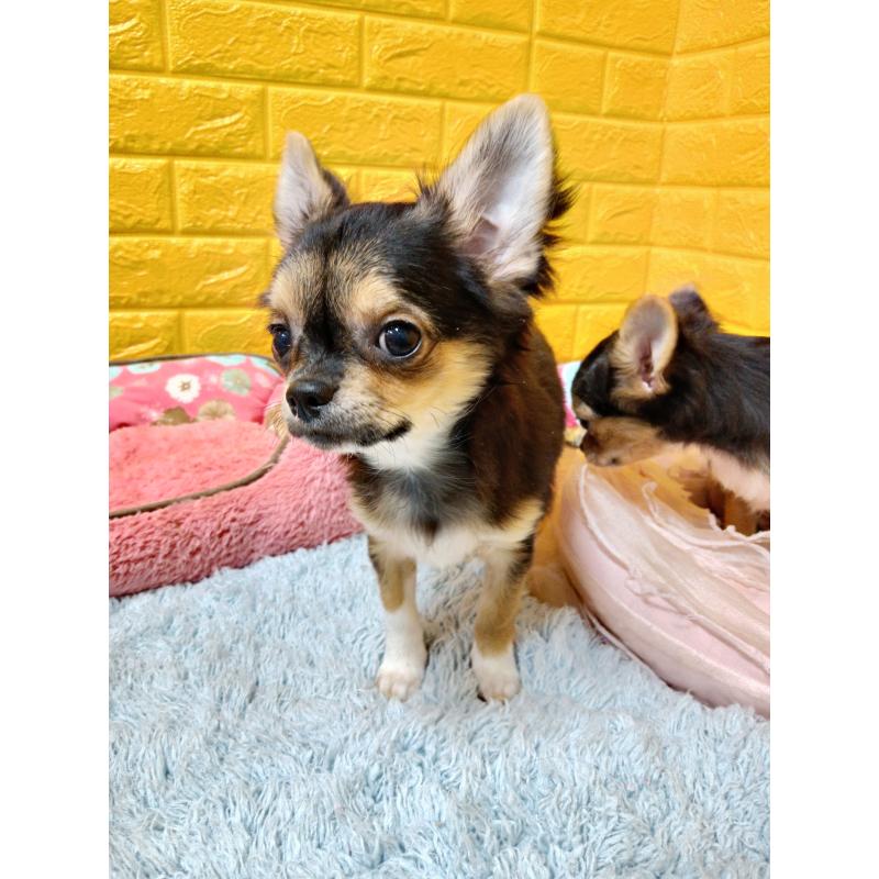 販売中の千葉県のチワワ(ロングコート)-404128の2枚目