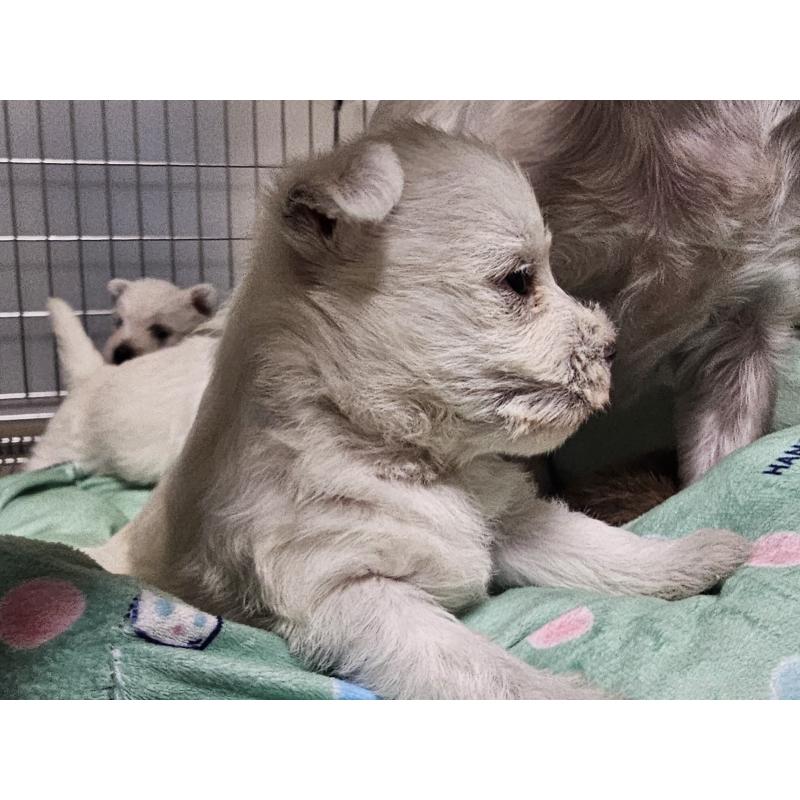 販売中の愛知県のウエストハイランドホワイトテリア(ウエスティ)-431264の8枚目