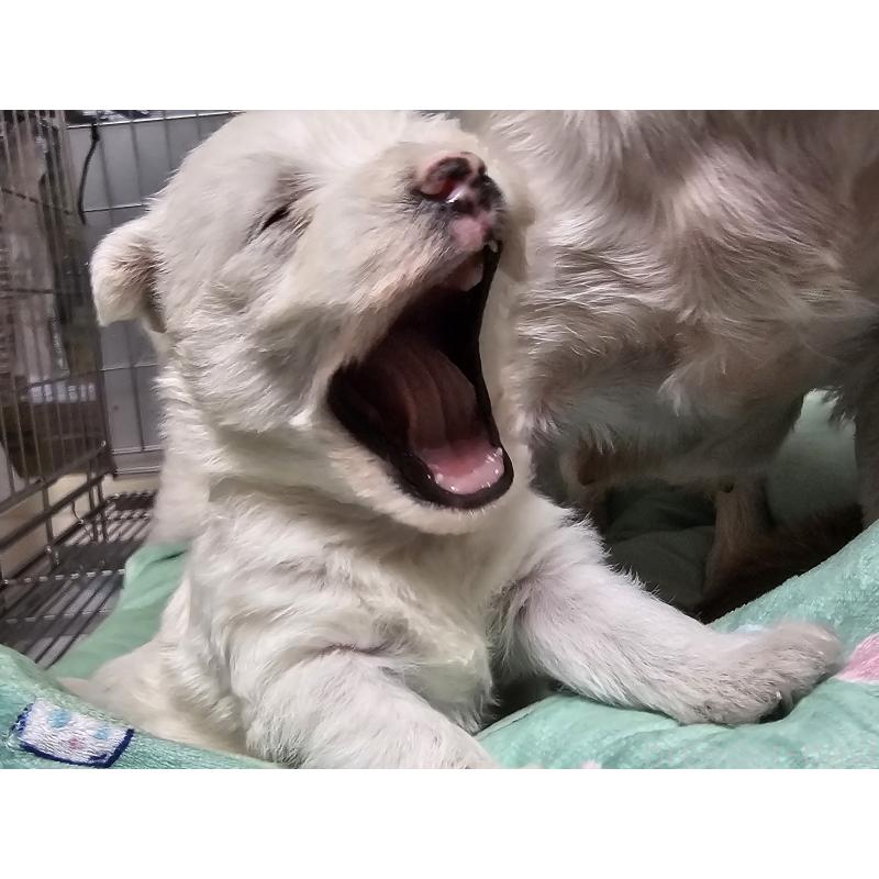 販売中の愛知県のウエストハイランドホワイトテリア(ウエスティ)-431264の7枚目