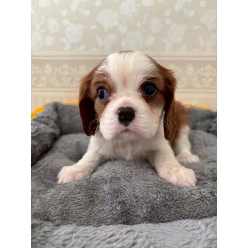 販売中の福岡県のキャバリアキングチャールズスパニエル-431263の4枚目