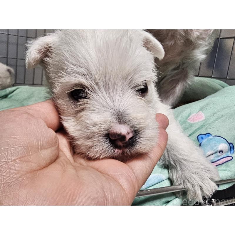 販売中の愛知県のウエストハイランドホワイトテリア(ウエスティ)-431264の6枚目