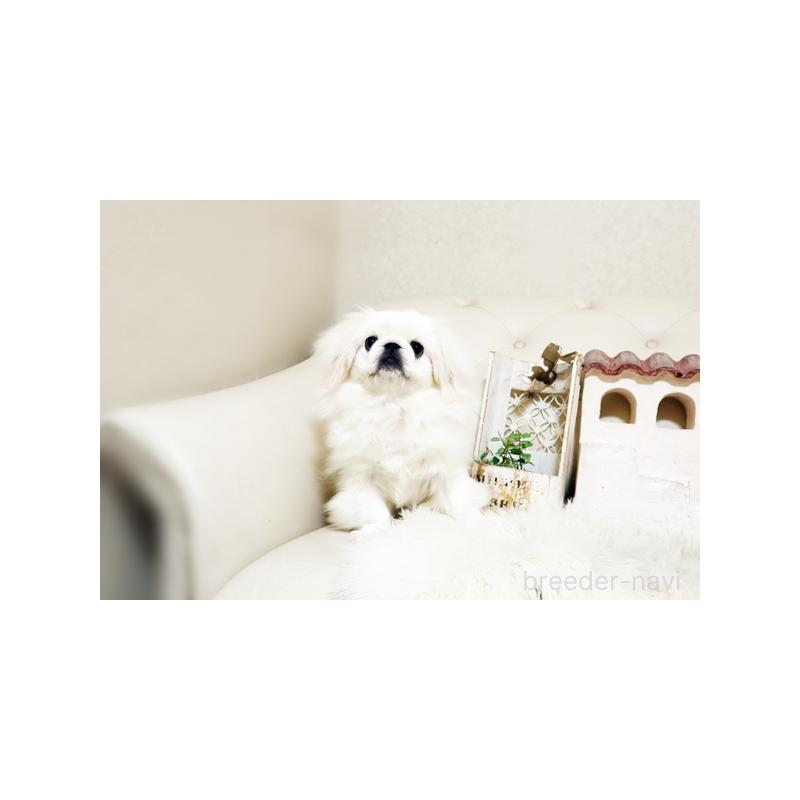 成約済の佐賀県のペキニーズ-411723の4枚目