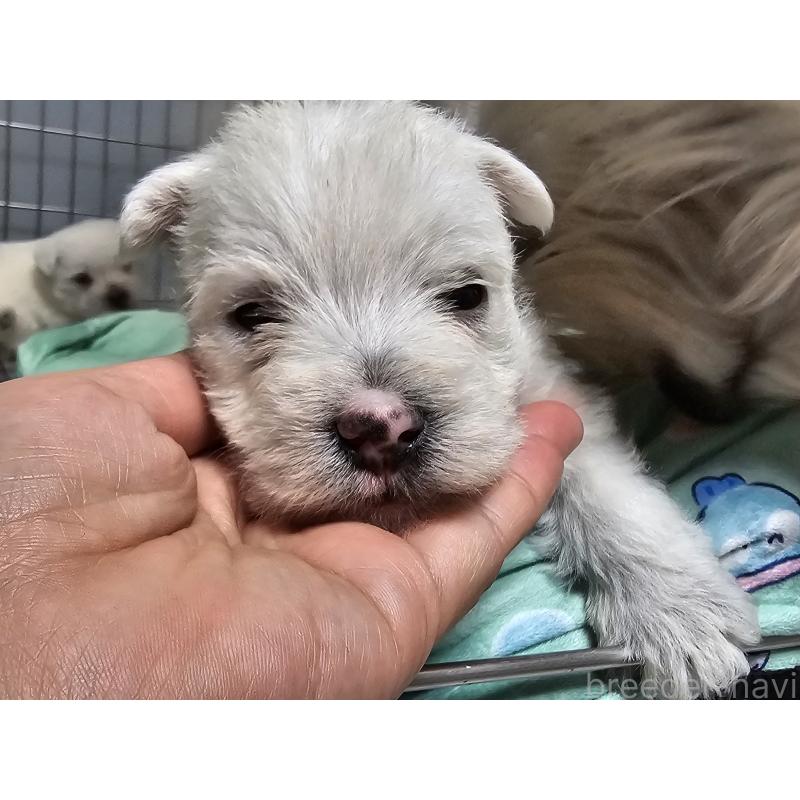 販売中の愛知県のウエストハイランドホワイトテリア(ウエスティ)-431264の5枚目