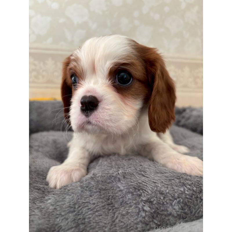 販売中の福岡県のキャバリアキングチャールズスパニエル-431263の3枚目