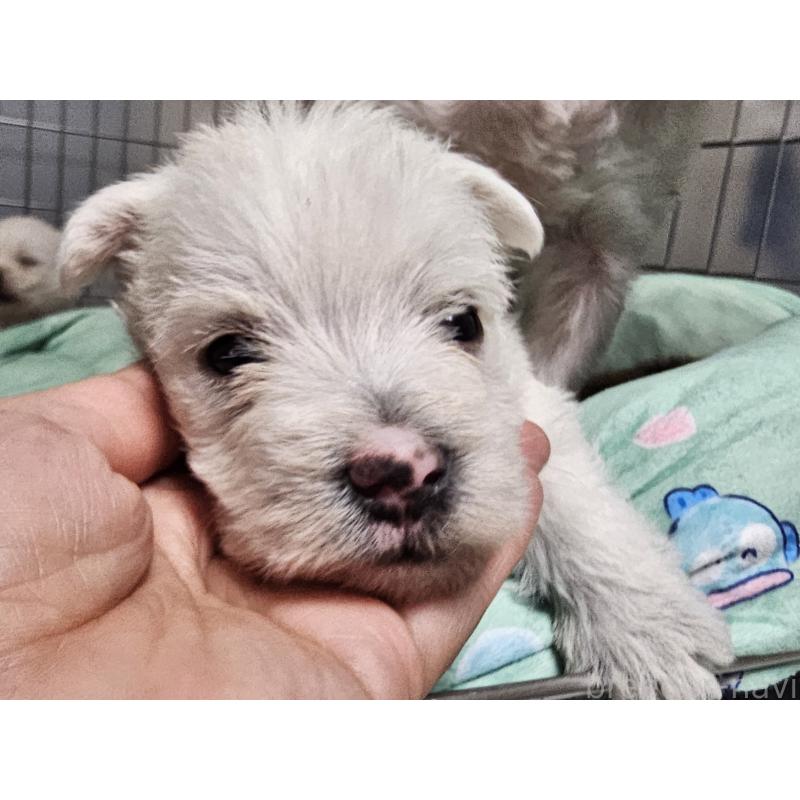 販売中の愛知県のウエストハイランドホワイトテリア(ウエスティ)-431264の4枚目