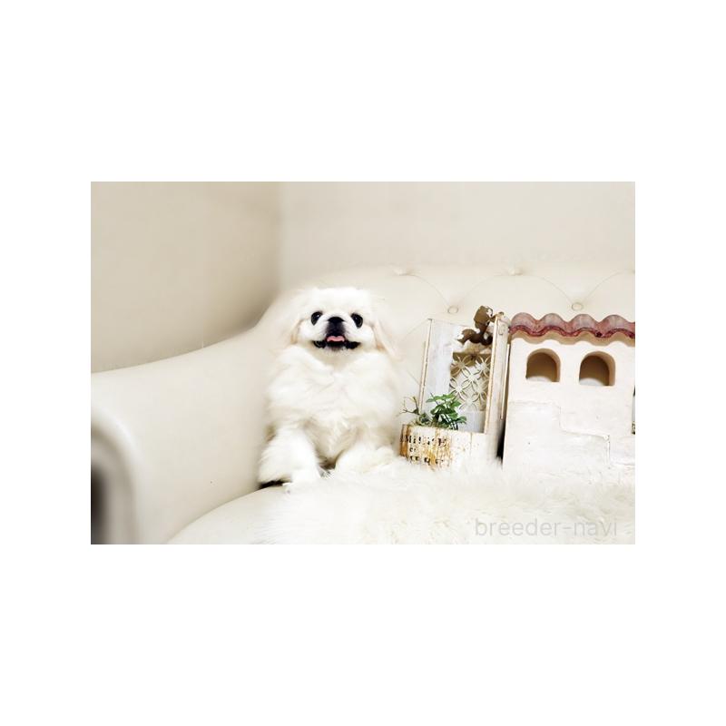 成約済の佐賀県のペキニーズ-411723の3枚目