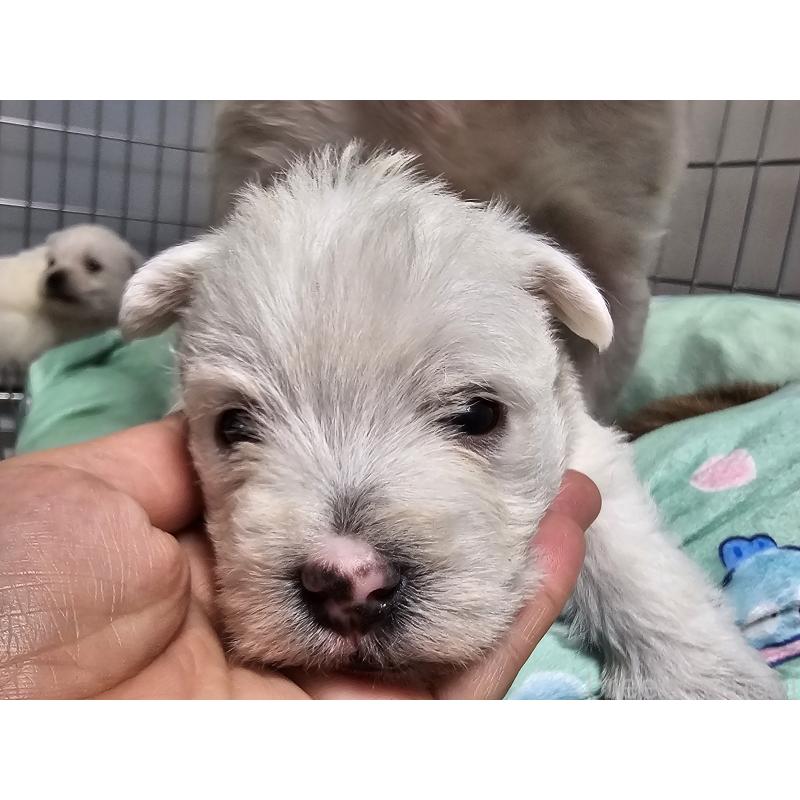 販売中の愛知県のウエストハイランドホワイトテリア(ウエスティ)-431264の3枚目