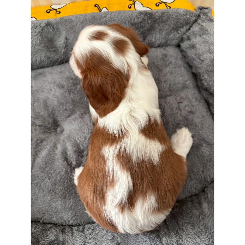 販売中の福岡県のキャバリアキングチャールズスパニエル-431263の2枚目