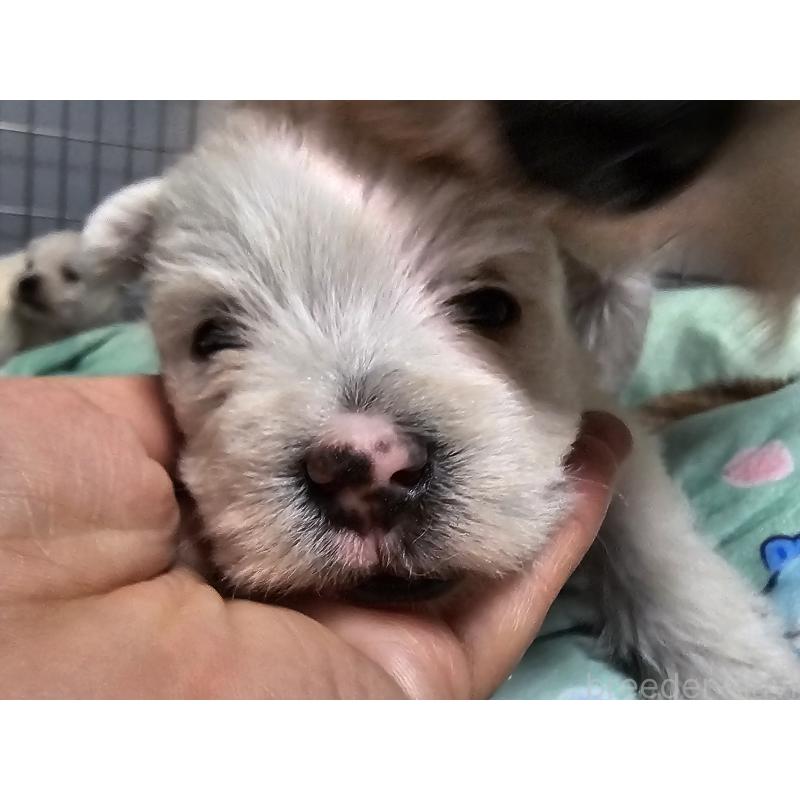 販売中の愛知県のウエストハイランドホワイトテリア(ウエスティ)-431264の2枚目