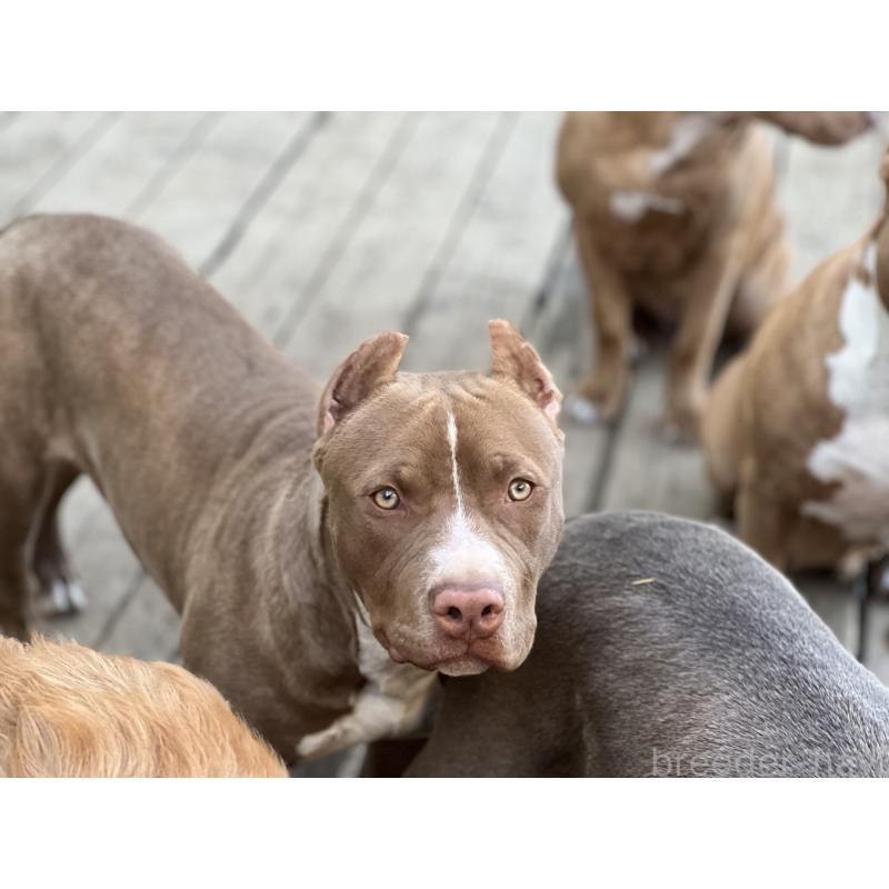 販売中の千葉県のアメリカンピットブルテリア-415778の3枚目