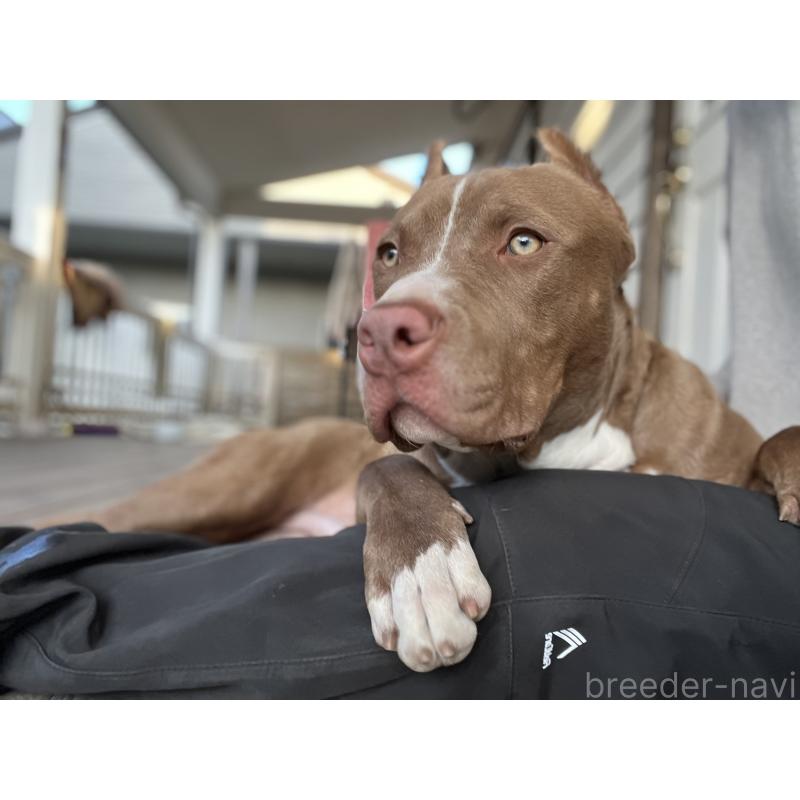 販売中の千葉県のアメリカンピットブルテリア-415778の2枚目