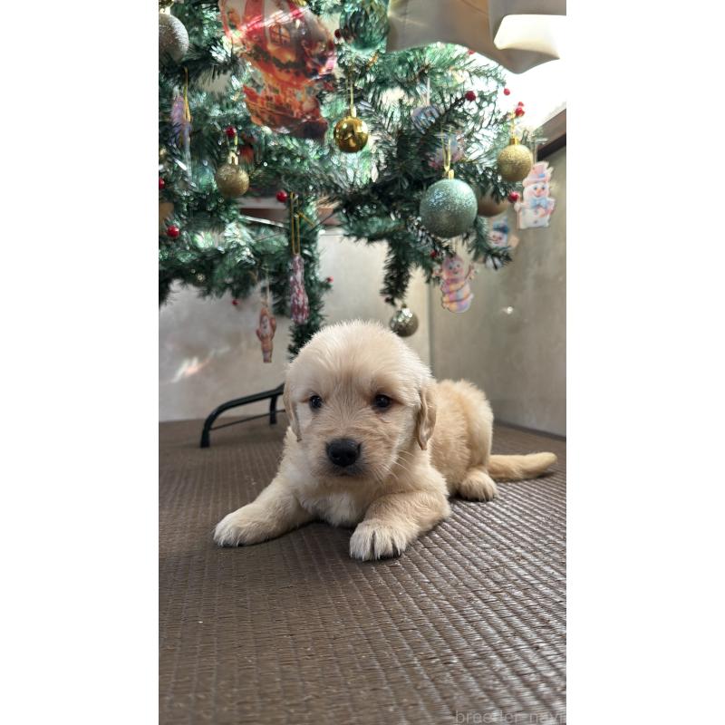 販売中の東京都のゴールデンレトリーバー-424967の6枚目