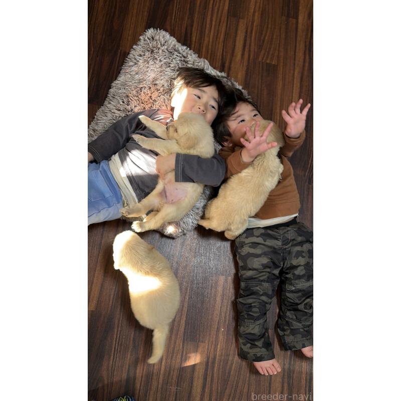 販売中の東京都のゴールデンレトリーバー-424967の5枚目