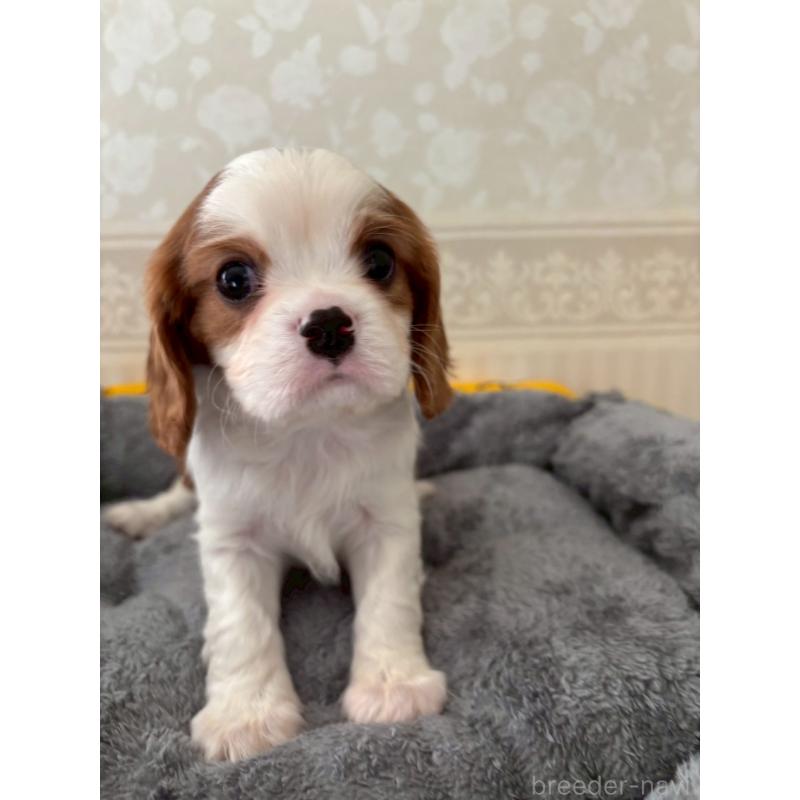販売中の福岡県のキャバリアキングチャールズスパニエル-431266の4枚目