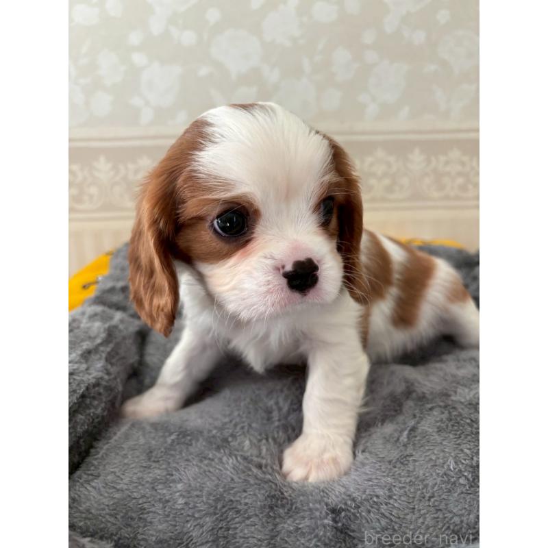 販売中の福岡県のキャバリアキングチャールズスパニエル-431266の3枚目