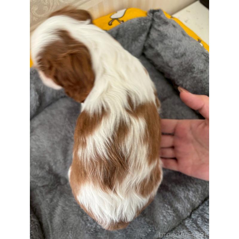 販売中の福岡県のキャバリアキングチャールズスパニエル-431266の2枚目