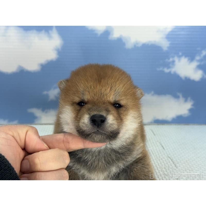 販売中の愛知県の豆柴-431267の5枚目