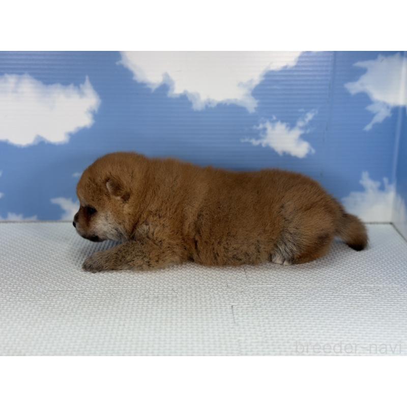 販売中の愛知県の豆柴-431267の4枚目