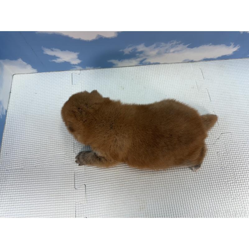 販売中の愛知県の豆柴-431267の3枚目