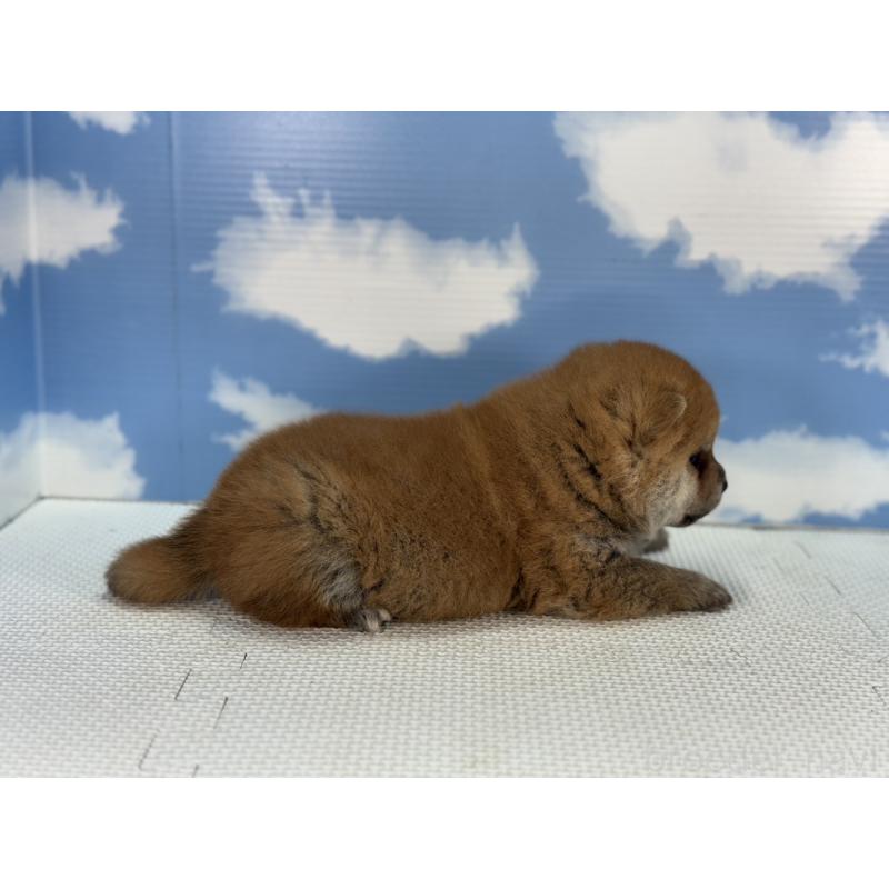 販売中の愛知県の豆柴-431267の2枚目