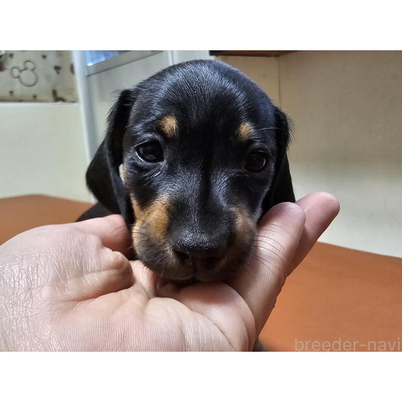 販売中の愛知県のミニチュアダックスフンド(スムースヘアード)-431270の8枚目