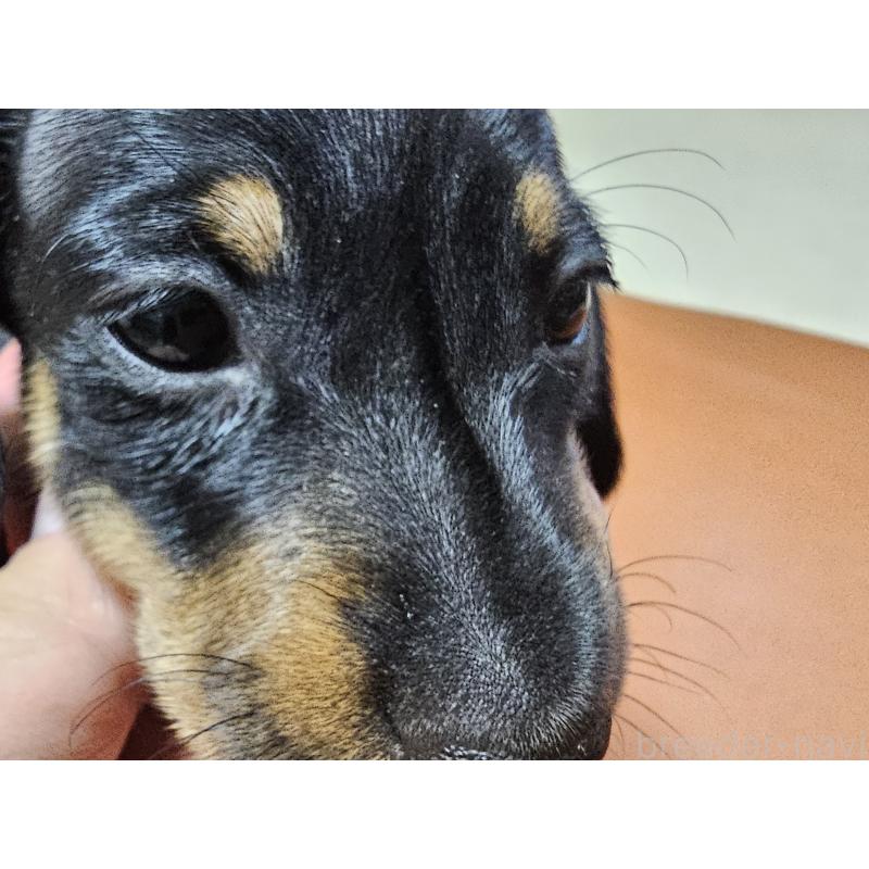販売中の愛知県のミニチュアダックスフンド(スムースヘアード)-431270の7枚目
