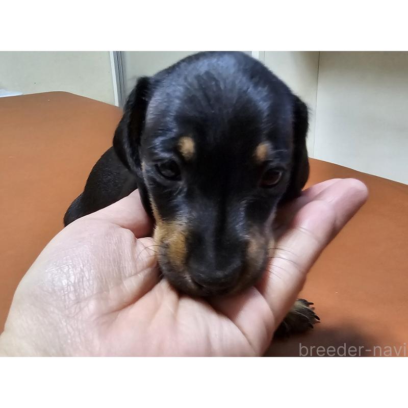 販売中の愛知県のミニチュアダックスフンド(スムースヘアード)-431270の6枚目