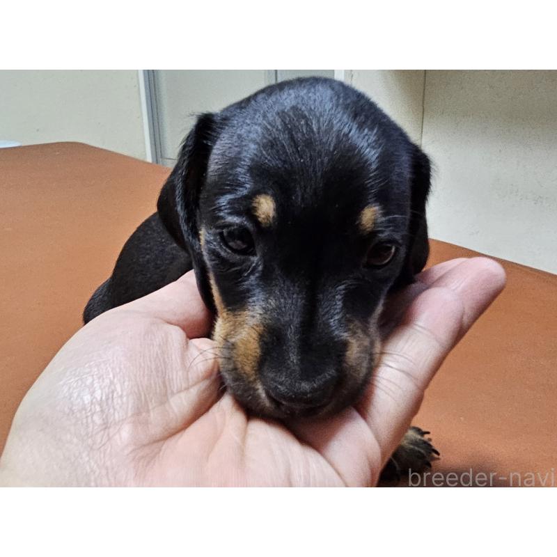 販売中の愛知県のミニチュアダックスフンド(スムースヘアード)-431270の5枚目