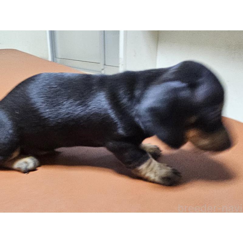 販売中の愛知県のミニチュアダックスフンド(スムースヘアード)-431270の4枚目