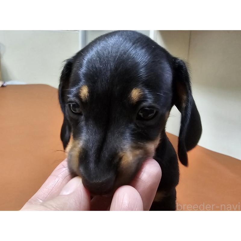 販売中の愛知県のミニチュアダックスフンド(スムースヘアード)-431270の3枚目