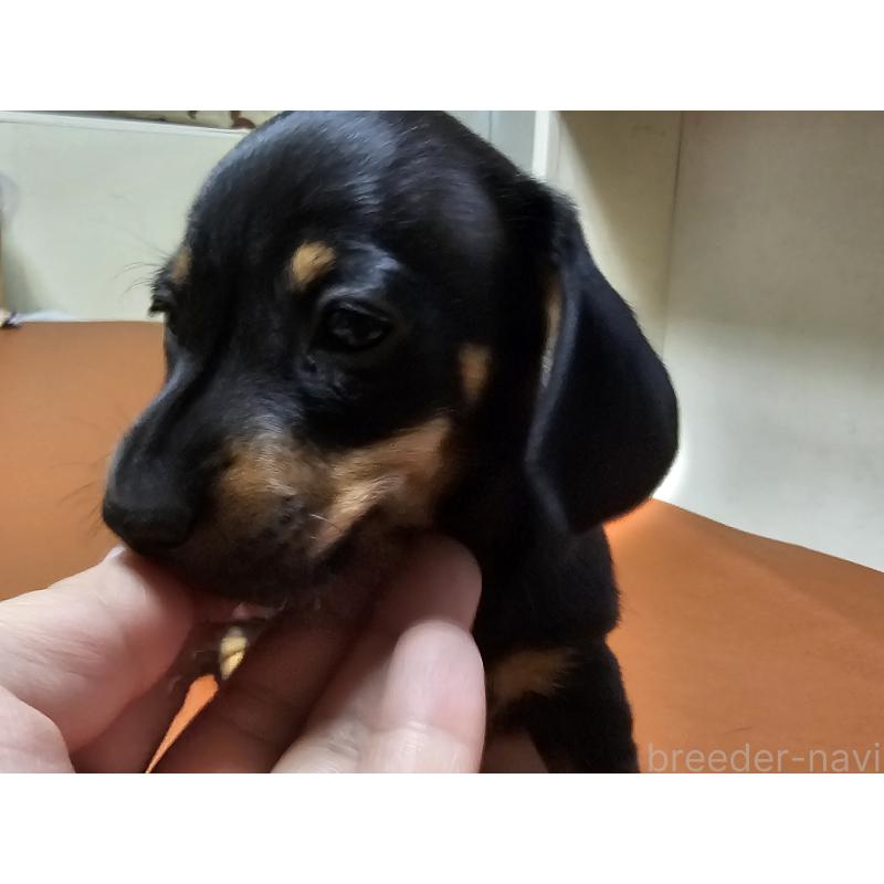 販売中の愛知県のミニチュアダックスフンド(スムースヘアード)-431270の2枚目