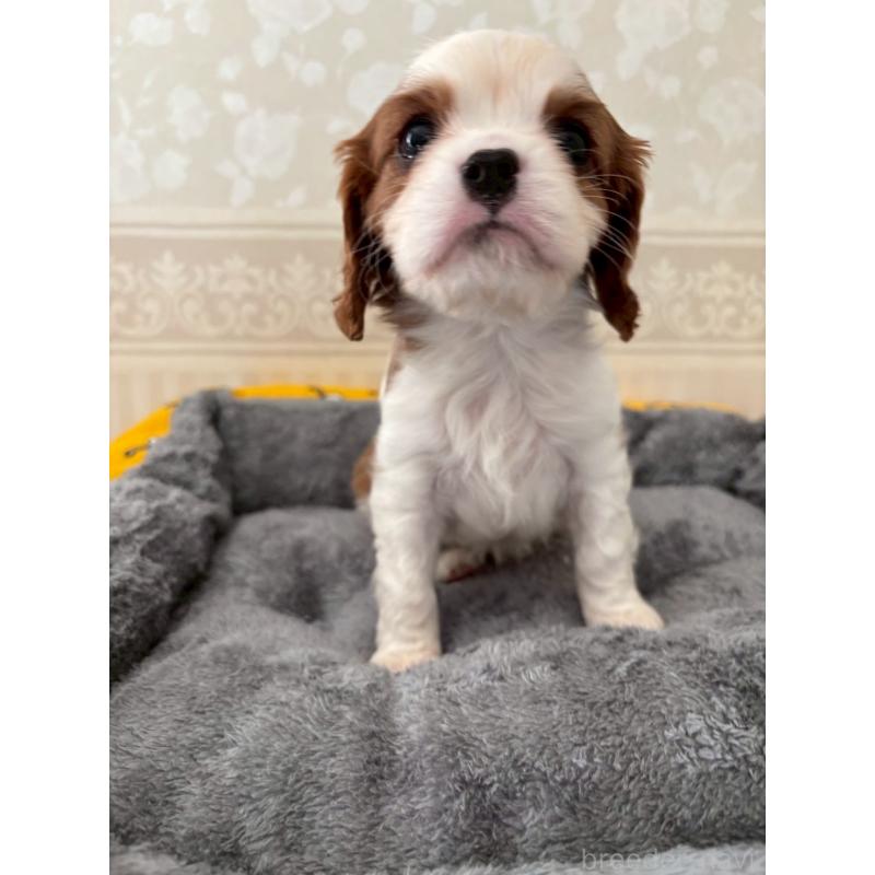 販売中の福岡県のキャバリアキングチャールズスパニエル-431269の4枚目