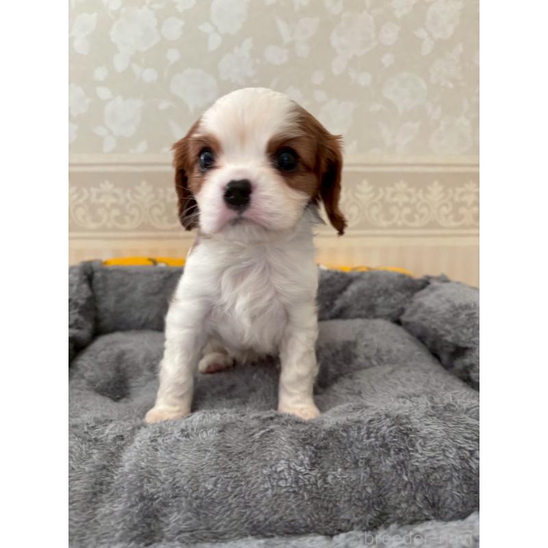 販売中の福岡県のキャバリアキングチャールズスパニエル-431269の3枚目
