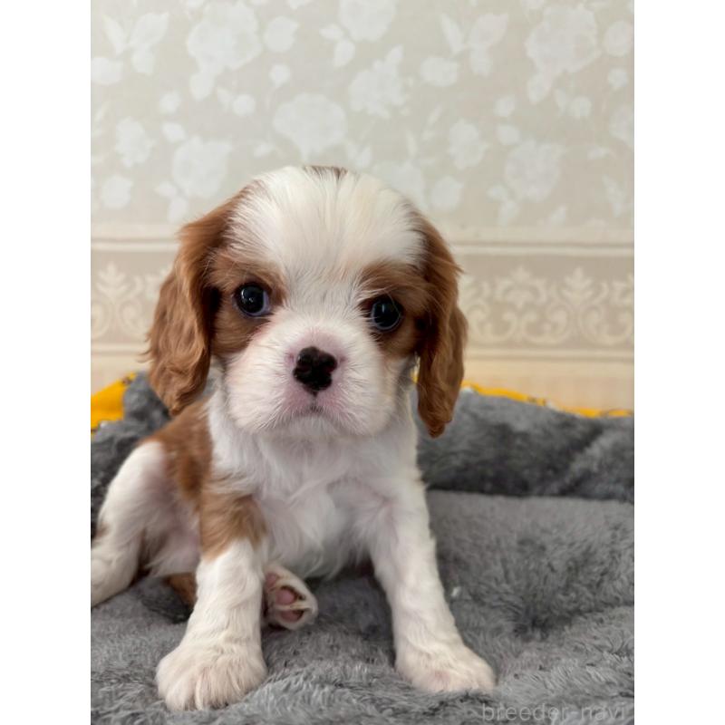 販売中の福岡県のキャバリアキングチャールズスパニエル-431271の4枚目