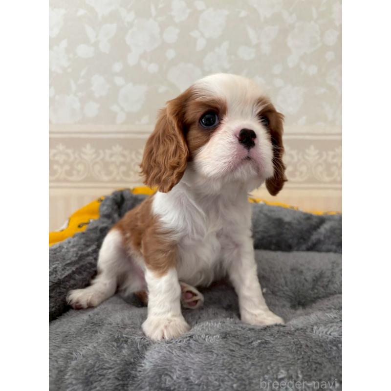 販売中の福岡県のキャバリアキングチャールズスパニエル-431271の3枚目