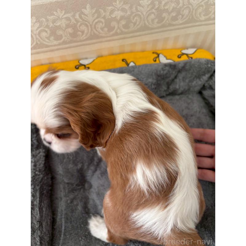 販売中の福岡県のキャバリアキングチャールズスパニエル-431271の2枚目